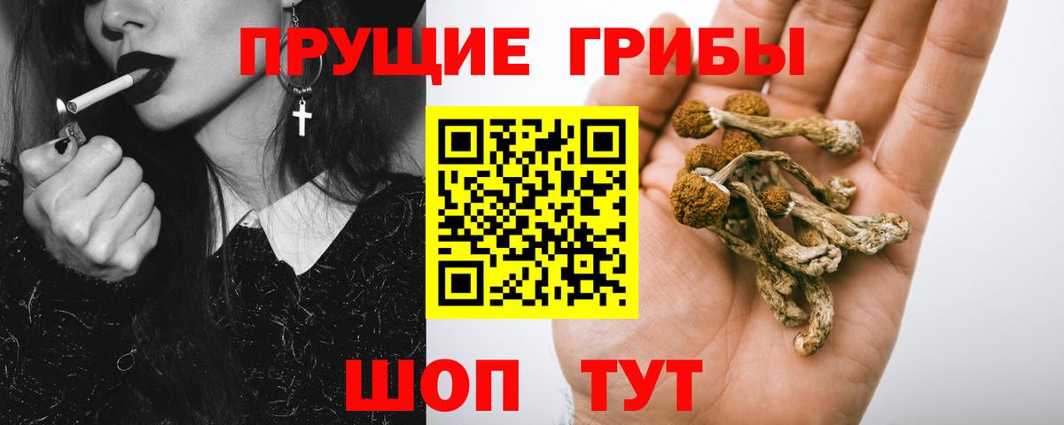 Будённовск  Псилоцибиновые грибы прущие грибы  Вход с VPN 
